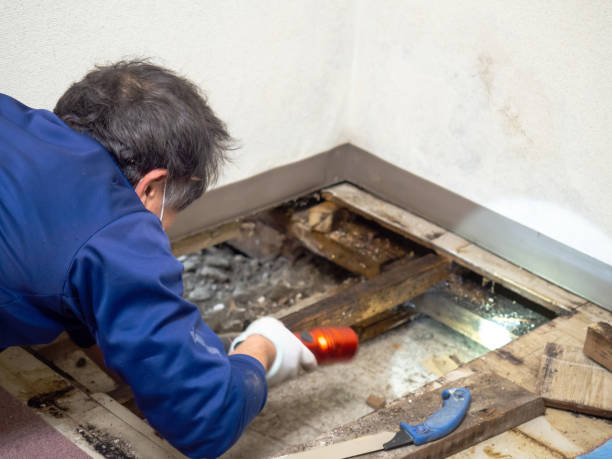 Best Attic Mold Removal  in Ciborne, LA