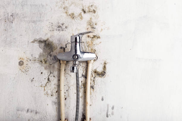 Best Mold Removal Company Near Me  in Ciborne, LA