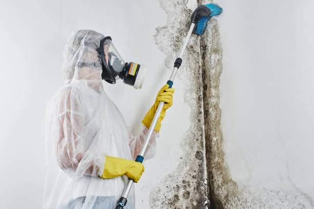 Attic Mold Removal in Claiborne, LA