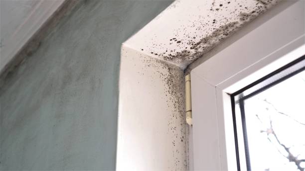 Best Emergency Mold Removal  in Ciborne, LA
