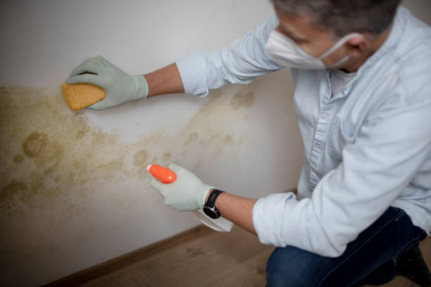 Best Crawl Space Mold Removal  in Ciborne, LA
