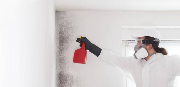 Best Mold Removal Process  in Ciborne, LA