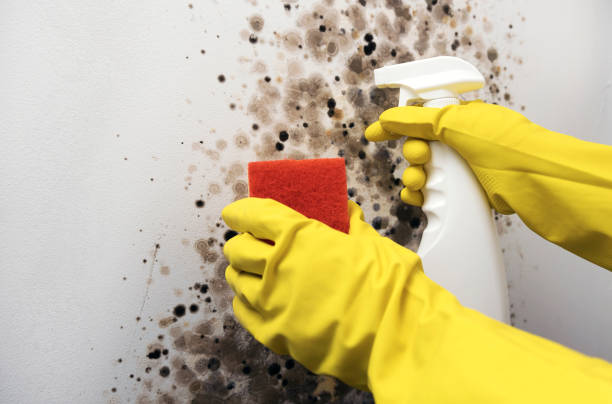 Best Black Mold Removal  in Ciborne, LA