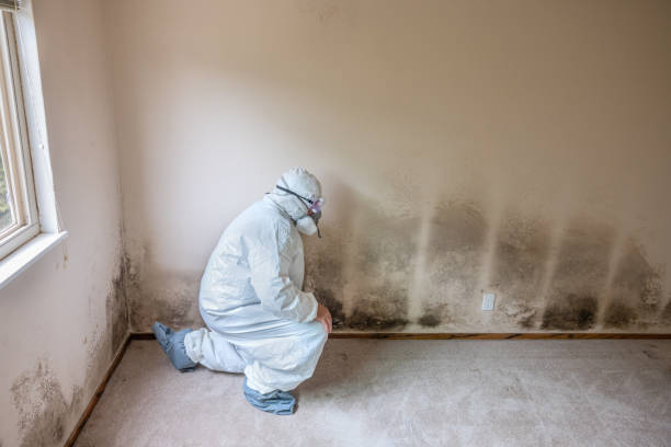 Best Mold Inspection  in Ciborne, LA