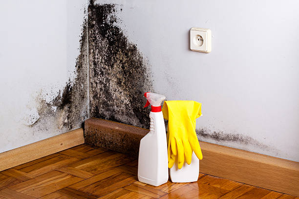Best Mold Damage Repair  in Ciborne, LA