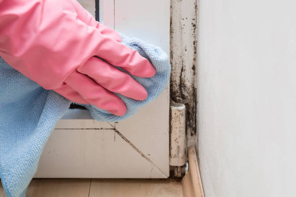 Best Affordable Mold Removal  in Ciborne, LA