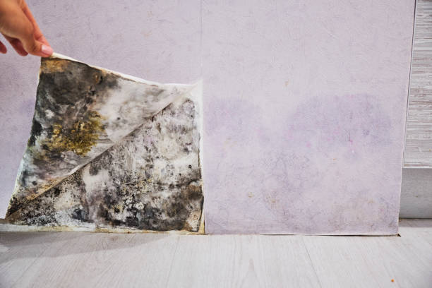 Reliable Claiborne, LA Mold Removal Solutions